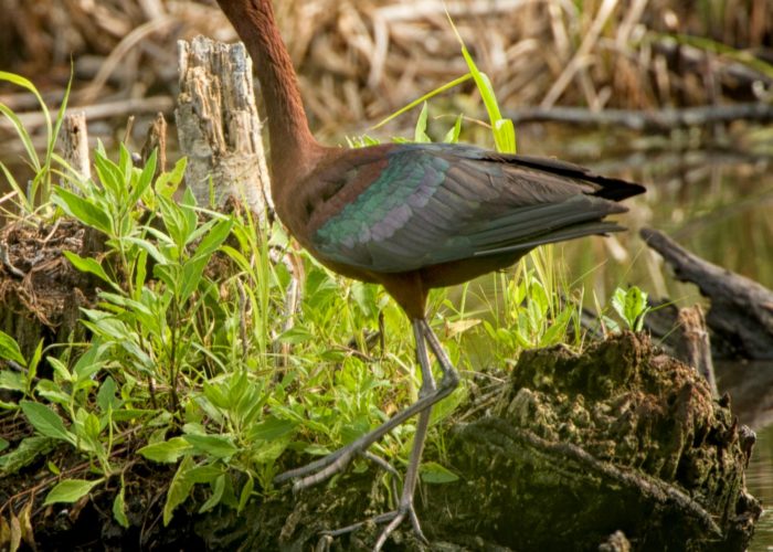 glossy ibis on vegetation