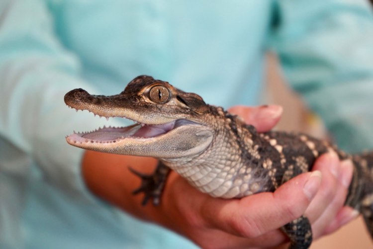 Alligator with naturalist