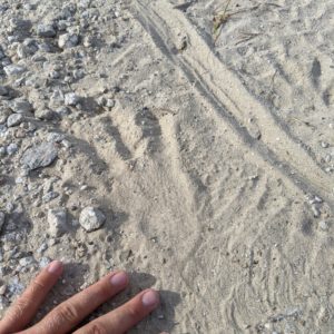 hand next to alligator track
