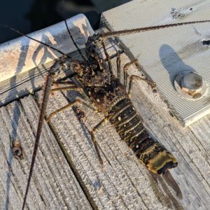 Spiny Lobster on wood dock