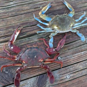 Bocourt swimming crab (red on the left) next to atlantic blue crab (blue on the right)