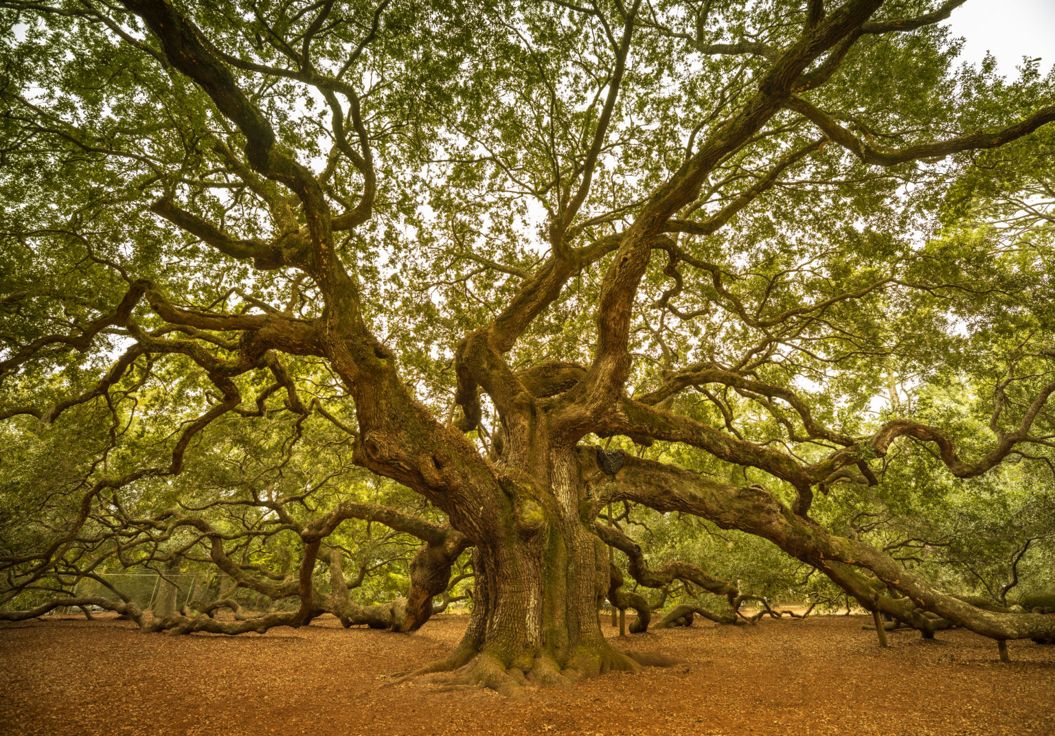 Kiawah Island Golf Resort - blog - The Journey Begins the Moment You Land