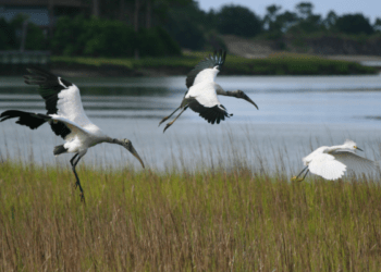 Wood Stork and Snowy Egret at Mingo Point