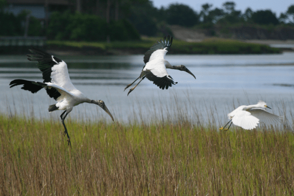 Wood Stork and Snowy Egret at Mingo Point