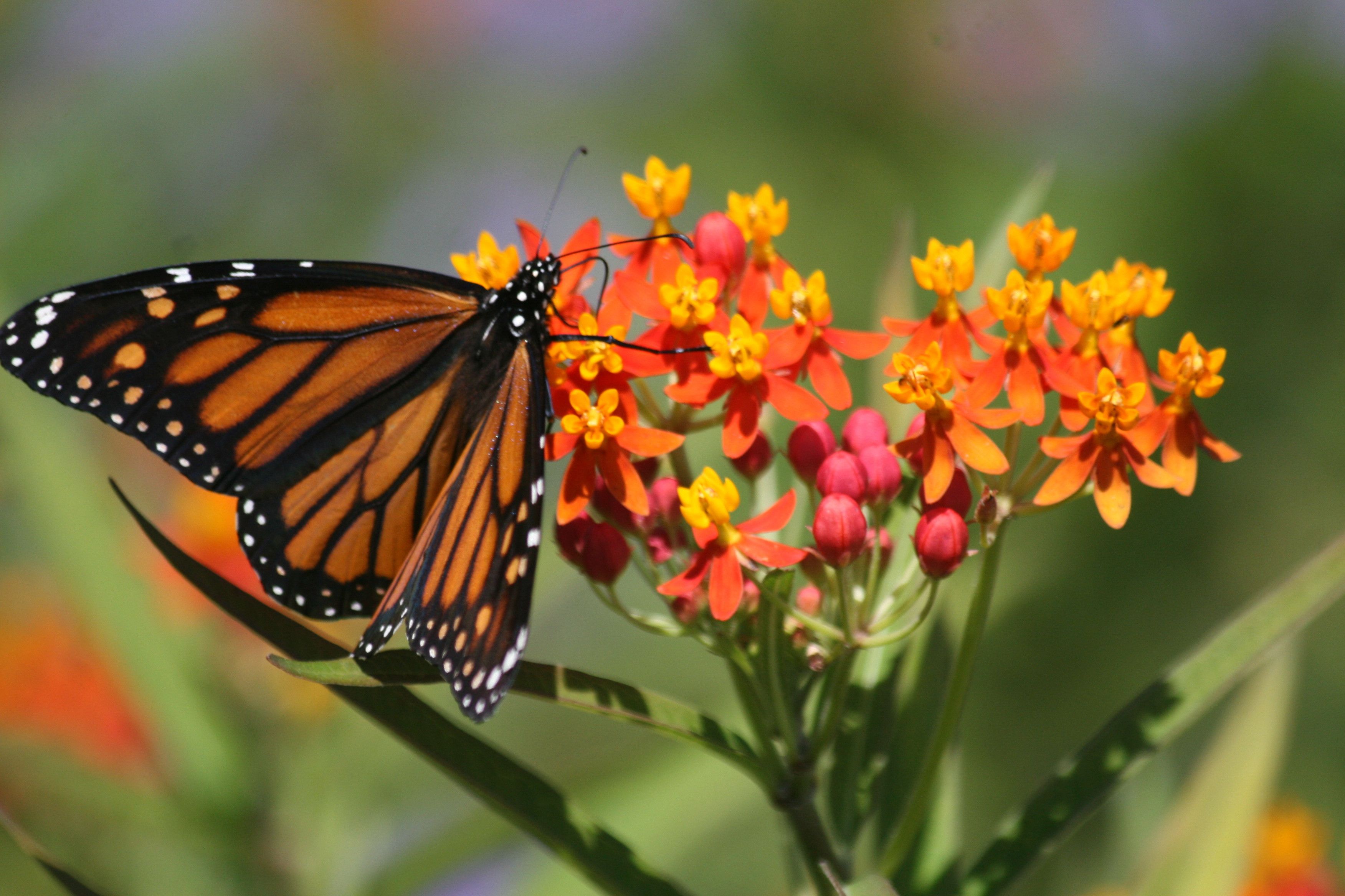 Earth Day Tent Talk Attracting Butterflies with Host Plants Kiawah Island Golf Resort
