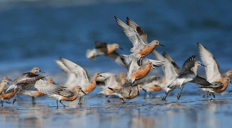 For some migratory birds, their trip to Kiawah Island is knot an easy journey