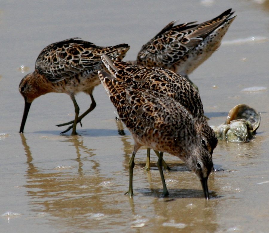 Red Knots searching for food on Kiawah Island beach.