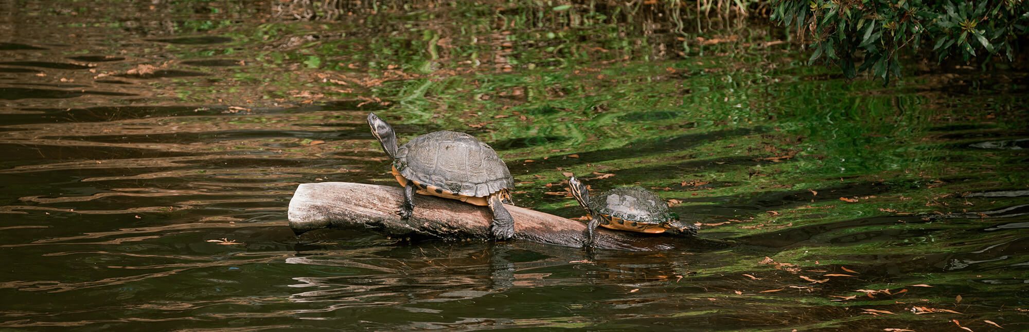 Kiawah Island Golf Resort - Nature Notes