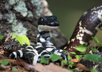 Black and White Eastern King Snake, next to a painted ceramic snake painted in his image