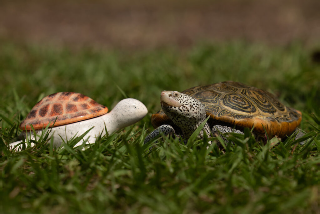 Art Animals Turtles Kiawah Island Golf Resort