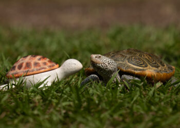 A diamond back terrapin sitting next to a painted ceramic turtle