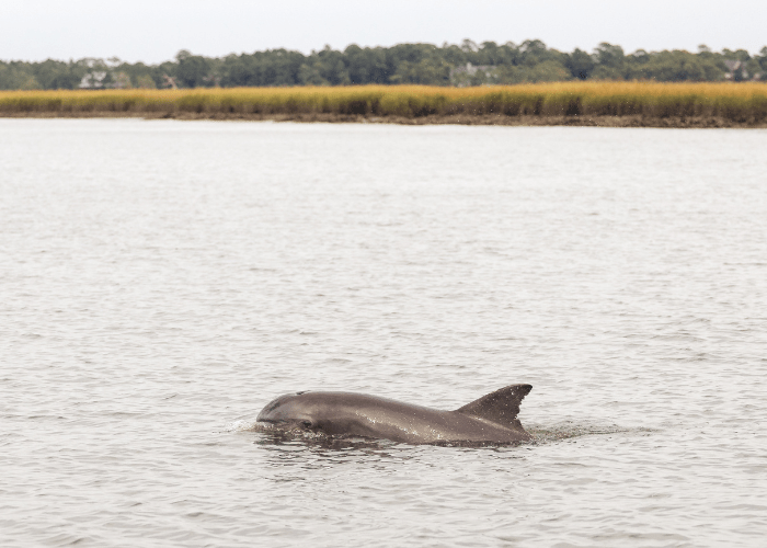 Dolphin in the Kiawah River