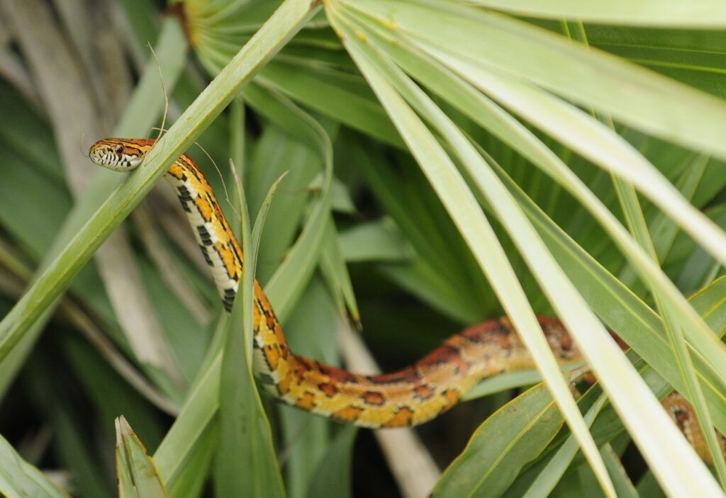 corn snake