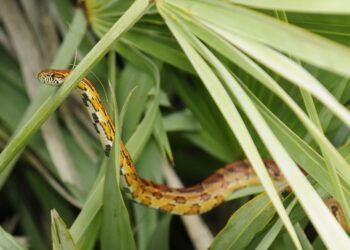 corn snake