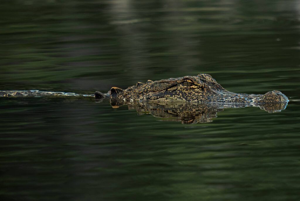 Alligator Swimming in Pond