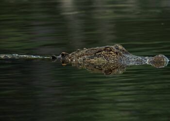 Alligator Swimming in Pond