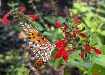 Gulf Fritillary resting on Tropical Sage