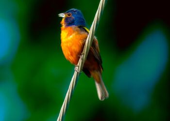 Painted Bunting Bird