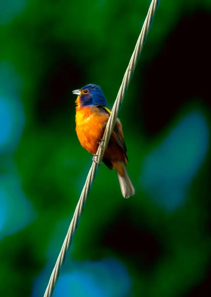 Painted Bunting Bird