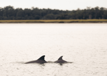 Dolphin Fins
