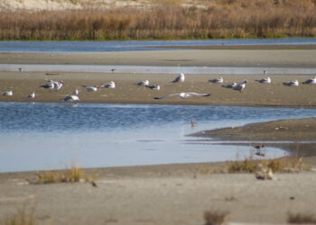 Birds resting on the beach