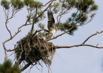 Osprey