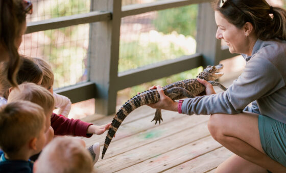 Naturalist holding alligator for reptile roundup