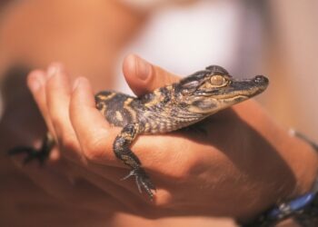 alligator hatchling