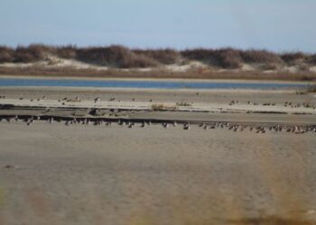 birds on the beach in front of a tide pool and dunes