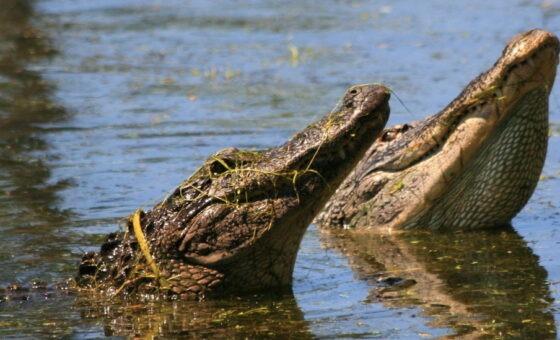 alligators having fun